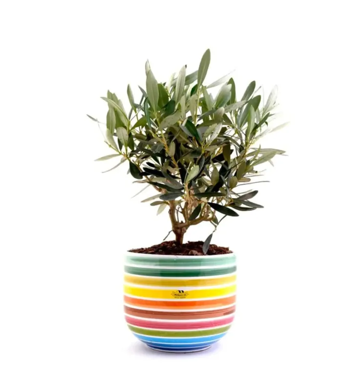 Bonsai Olivo